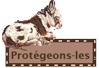 ATHOS - ONC âne né en 2005 - adopté en décembre 2015 par Prescilla 863725